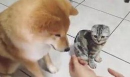 折耳猫娱乐吃瓜君