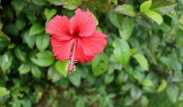 扶桑花是真的爆料的吗视频,视频爆料背后的真实故事