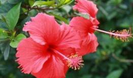 扶桑花是真的爆料的吗视频,视频爆料背后的真实故事