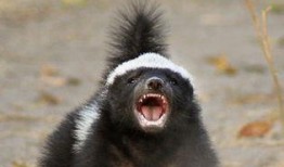 蜜獾爆料自己的视频