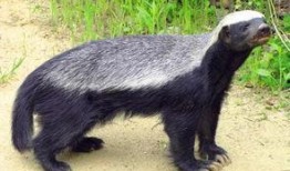 蜜獾爆料自己的视频