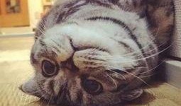 折耳猫娱乐吃瓜君