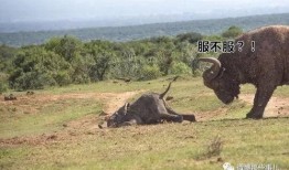 水牛配方爆料视频大全集,全方位解析视频大全集