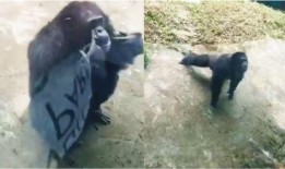 长春动物园爆料视频播放,萌宠互动引网友热议
