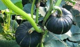 网红ppt吃瓜,揭秘幕后故事与热门话题