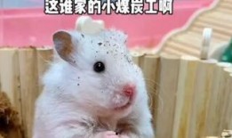 鼠鼠娱乐吃瓜,揭秘娱乐圈吃瓜背后的真相