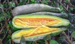 网红ppt吃瓜,揭秘幕后故事与热门话题