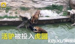 长春动物园爆料视频播放,萌宠互动引网友热议