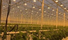 热点大棚爆料视频大全,揭秘农业科技前沿与产业变革