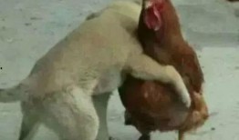 福清鸡哥爆料视频,揭秘背后惊人真相