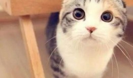 折耳猫娱乐吃瓜君