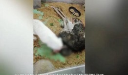 长春动物园爆料视频播放,萌宠互动引网友热议