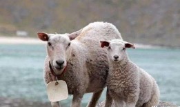 三只羊最新爆料新闻