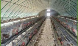 热点大棚爆料视频大全,揭秘农业科技前沿与产业变革