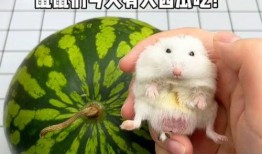 鼠鼠娱乐吃瓜,揭秘娱乐圈吃瓜背后的真相