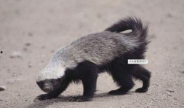 蜜獾爆料自己的视频