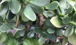 扶桑花是真的爆料的吗视频,视频爆料背后的真实故事